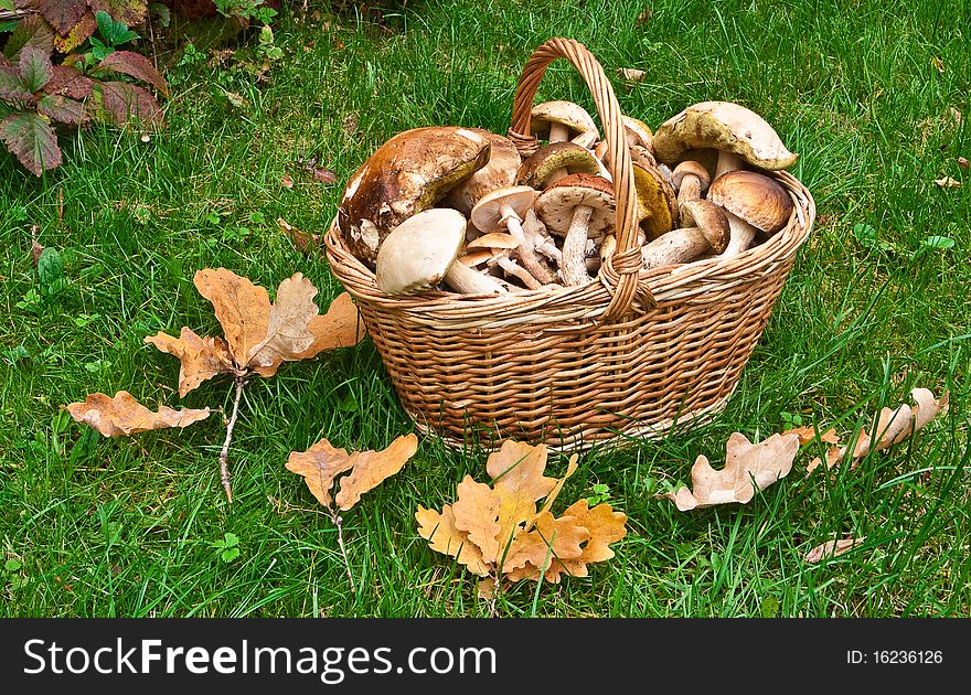 Basket with mushrooms on green grass. Basket with mushrooms on green grass