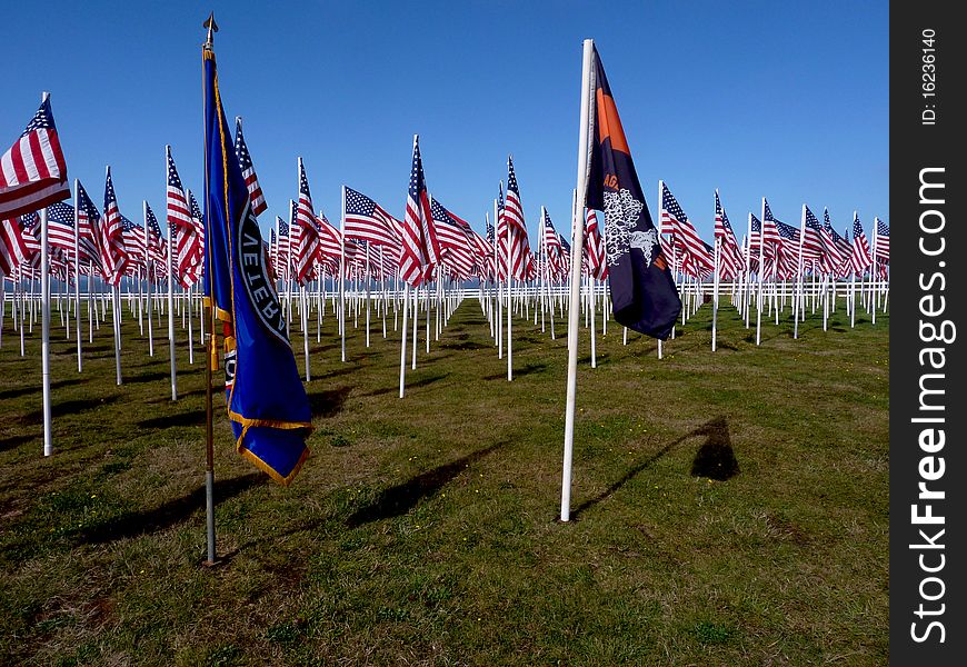 A field filled with American Flags for Veteran's Day. A field filled with American Flags for Veteran's Day