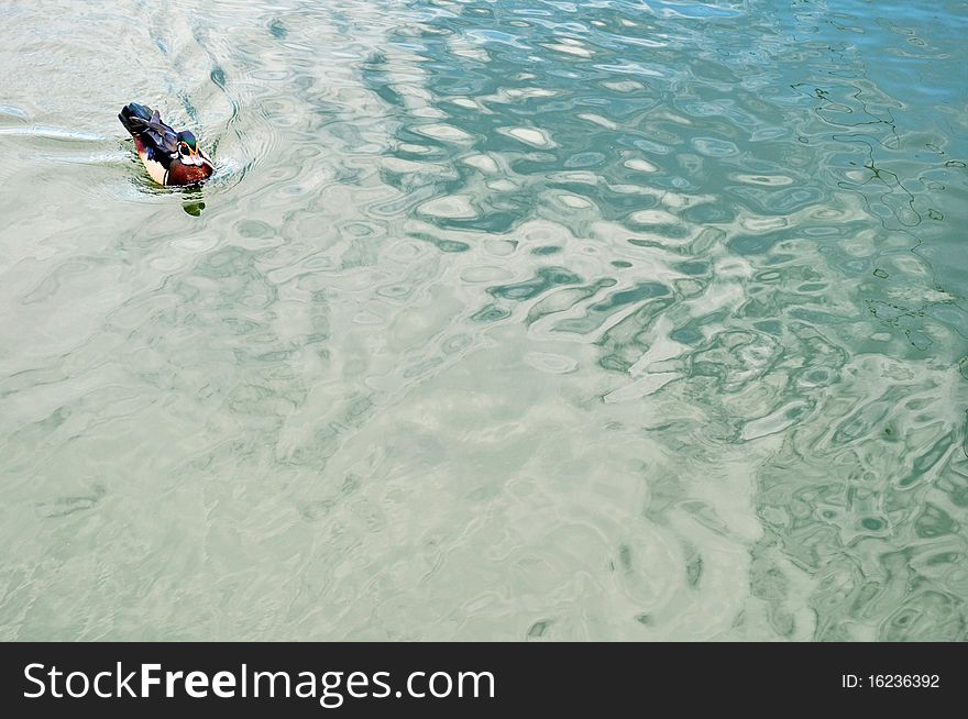 Duck on the water - background