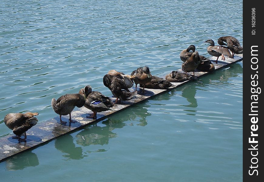 Ducks on a Board looking for food