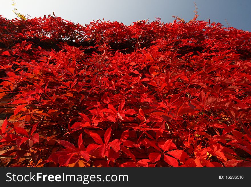 Indian summer, parthenocissus ampelopsis, the falling leaves of red, in vivid colors. Indian summer, parthenocissus ampelopsis, the falling leaves of red, in vivid colors