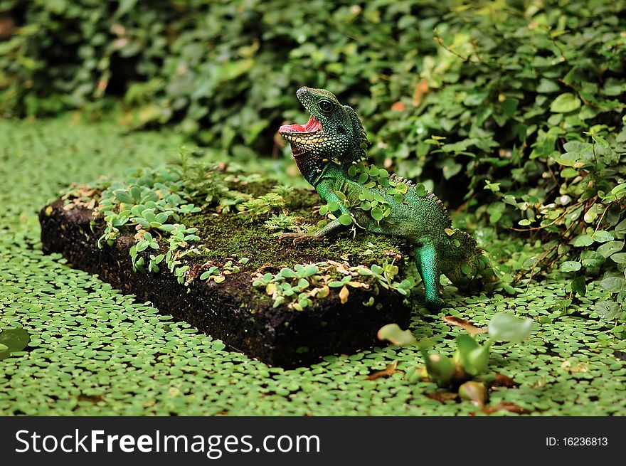 A green lizard with it's mouth open crawls out of a pond and onto a rock. A green lizard with it's mouth open crawls out of a pond and onto a rock.