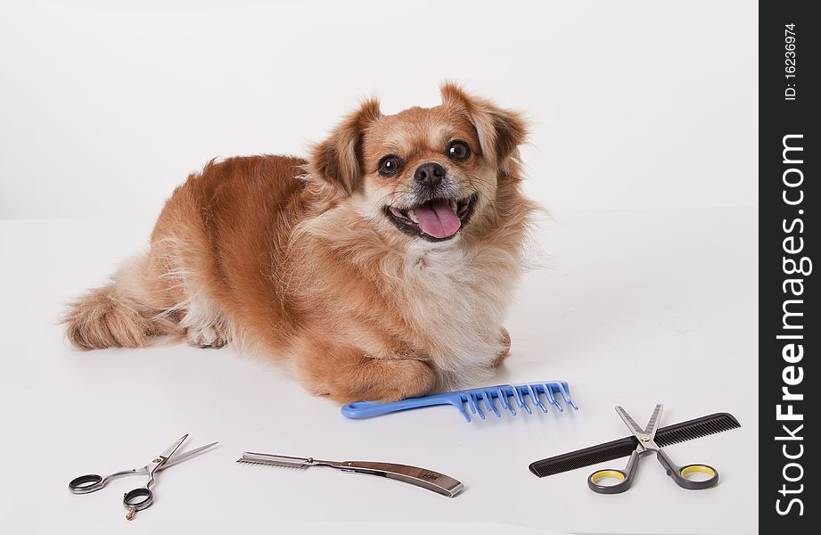 This photo shows close-up of a dog .