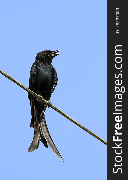 Fork-tailed drongo