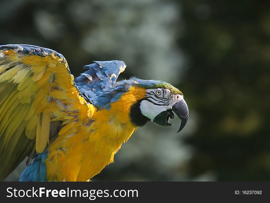 Macaw coming in for a landing. Macaw coming in for a landing