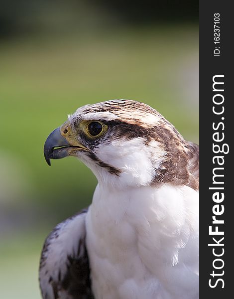 Lagger falcon staring across a field