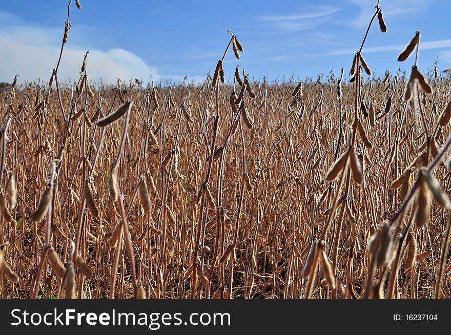 Field of ripening brown bobs before harvesting on a background dark blue sky and white clouds. Field of ripening brown bobs before harvesting on a background dark blue sky and white clouds