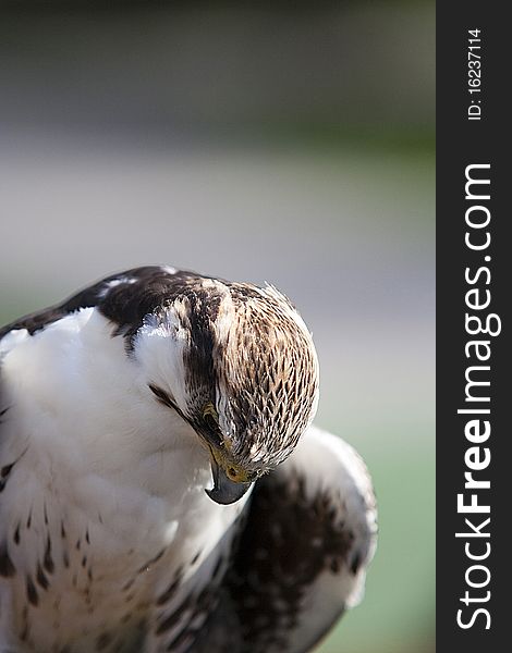 Lagger falcon staring at the ground