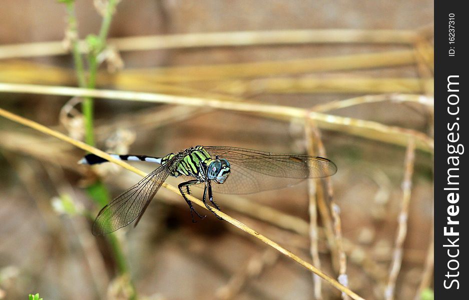 Beautiful dragonfly balancing on dry grass. Beautiful dragonfly balancing on dry grass.