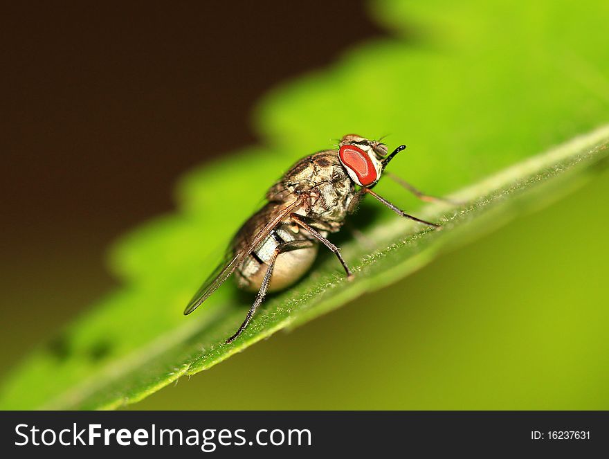 Pregnant Fly