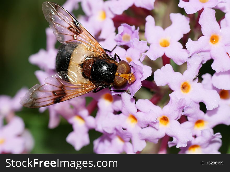 Vollucella Pellucens Hoverfly Feeding On Nectar