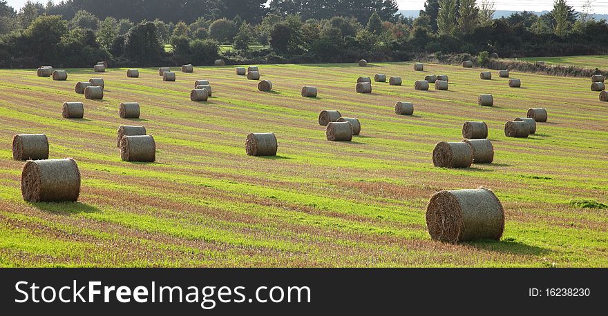 View of a field with hay bales drying out. View of a field with hay bales drying out.