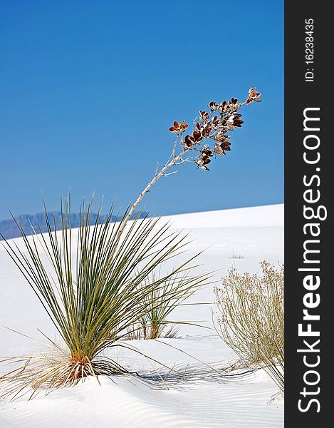 White Sands New Mexico Flower. White Sands New Mexico Flower