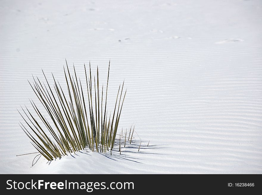 Plant grows in White Sands New Mexico. Plant grows in White Sands New Mexico