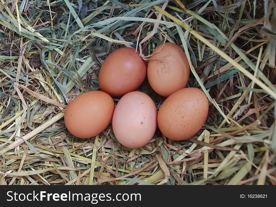 Five brown chicken eggs in the nest of dry grass. Five brown chicken eggs in the nest of dry grass