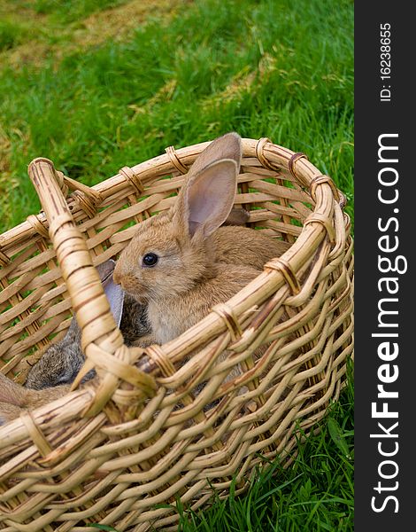 Bunnies In Basket