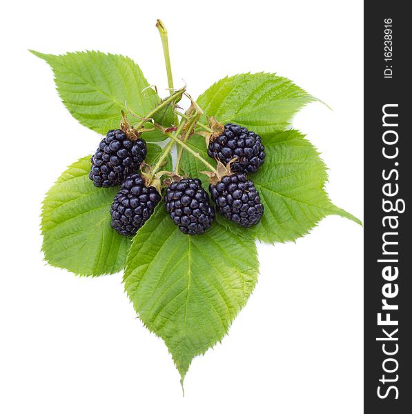 Heap of ripe blackberries with leaves, isolated on white. Heap of ripe blackberries with leaves, isolated on white