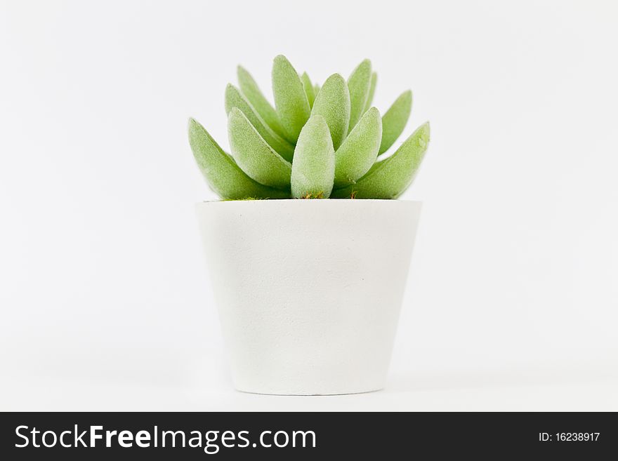 Decorative artificial flower on a white background
