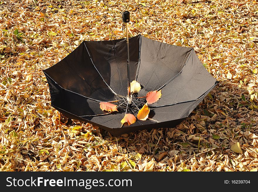 Black umbrella on autumn foliage in a park. Black umbrella on autumn foliage in a park