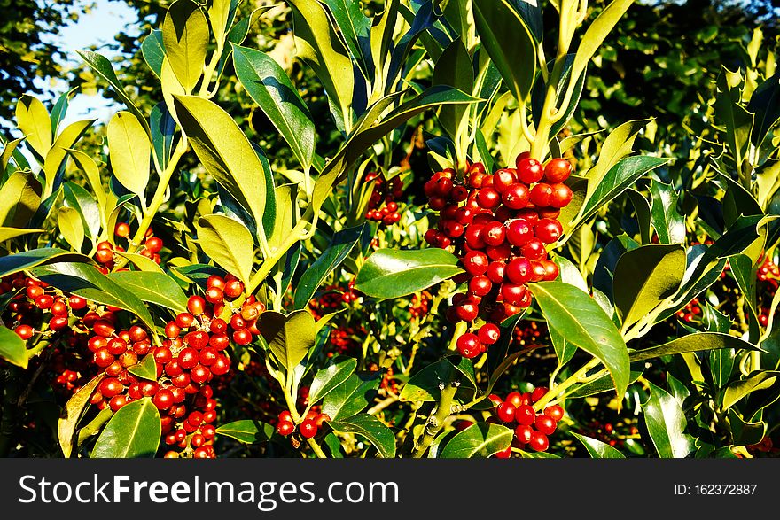 PUB.DOM.DED. Pixa Digionbew 18- 11,12,13-09-16 Berries In Green Leaves LOW RES