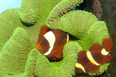 Maroon Yellow Stripe Clownfish Pair Royalty Free Stock Photo Maroon Yellow Stripe Clownfish Pair Royalty Free Stock Photo