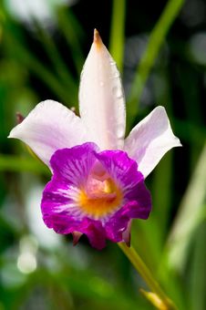 Hybrid Tropical Orchid Royalty Free Stock Images Hybrid Tropical Orchid Royalty Free Stock Images