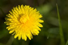 Yellow Dandelion Head Stock Photography Yellow Dandelion Head Stock Photography