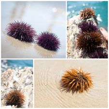 Sea Urchin Collage Stock Image Sea Urchin Collage Stock Image