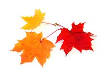Autumn Color Maple Leaves Royalty Free Stock Photography Autumn Color Maple Leaves Royalty Free Stock Photography