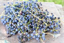 Vine Royalty Free Stock Photos Vine Royalty Free Stock Photos
