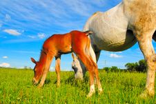 Horse And Colt Stock Photos Horse And Colt Stock Photos