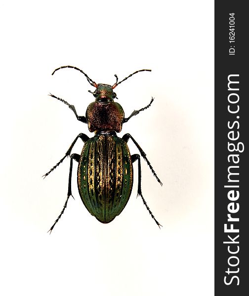 Detailed view beetle Carabus ullrichii