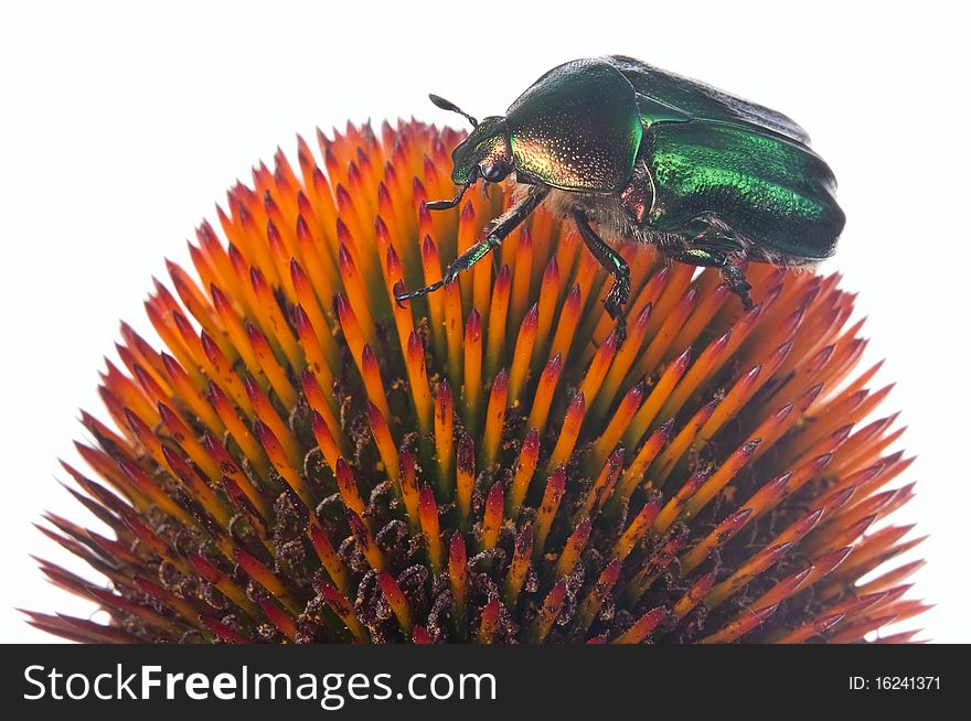 Green bug on a flower isolated on the white