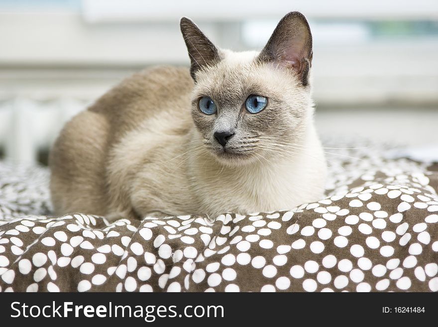 A beautiful bluepoint siamese cat laying on a bed with a brown and white polkadot comforter. A beautiful bluepoint siamese cat laying on a bed with a brown and white polkadot comforter.