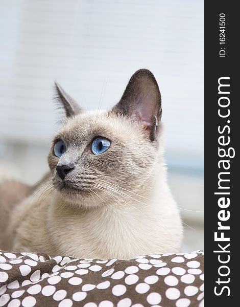 A siamese cat's portrait as she lays on the bed. The bed has a brown cover with white polkadots. A siamese cat's portrait as she lays on the bed. The bed has a brown cover with white polkadots.