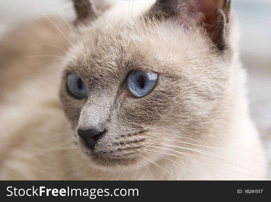 A portrait close up of a beautiful bluepoint siamese cat's face as she loooks slightly to the side. A portrait close up of a beautiful bluepoint siamese cat's face as she loooks slightly to the side.