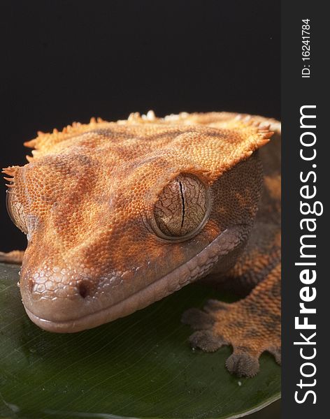 Gecko resting on tree leaf