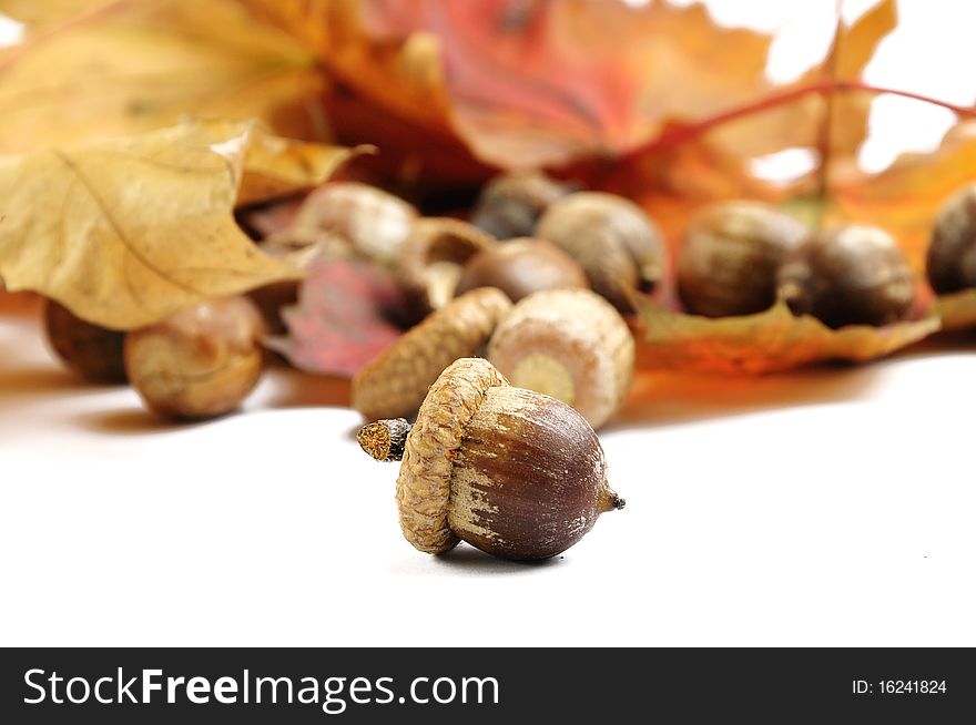 Autumn leaves isolated on the white background. Autumn leaves isolated on the white background