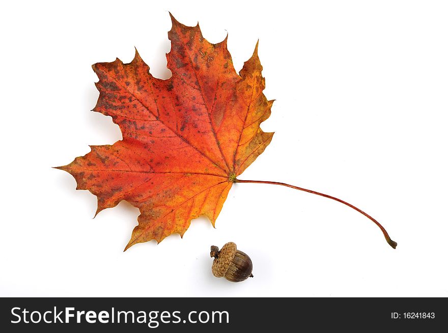 Red and yelow autumn leaf