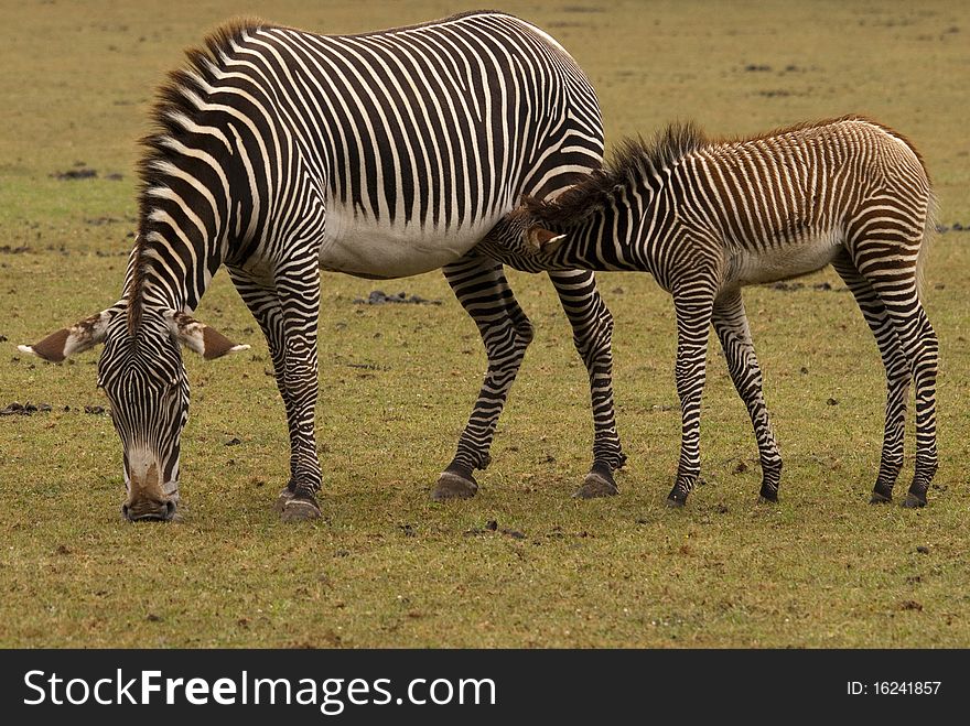 Grevy's zebra and nursing foal. Grevy's zebra and nursing foal