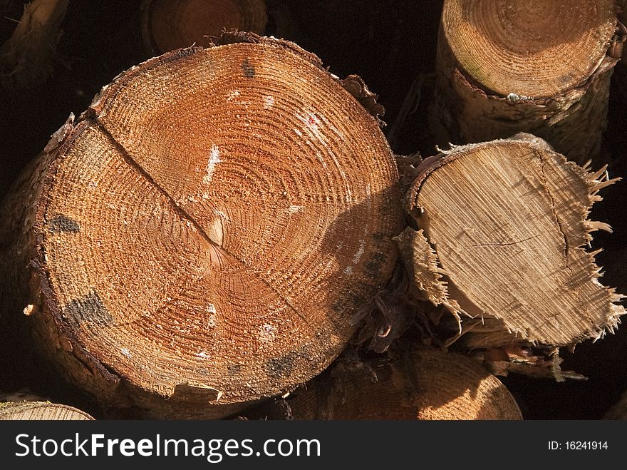 Freshly cut logs in forestry