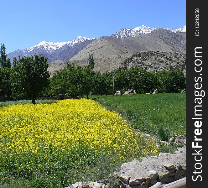 Mustard fields in bloom with the snowy himalyan range in the background ladakh india. Mustard fields in bloom with the snowy himalyan range in the background ladakh india