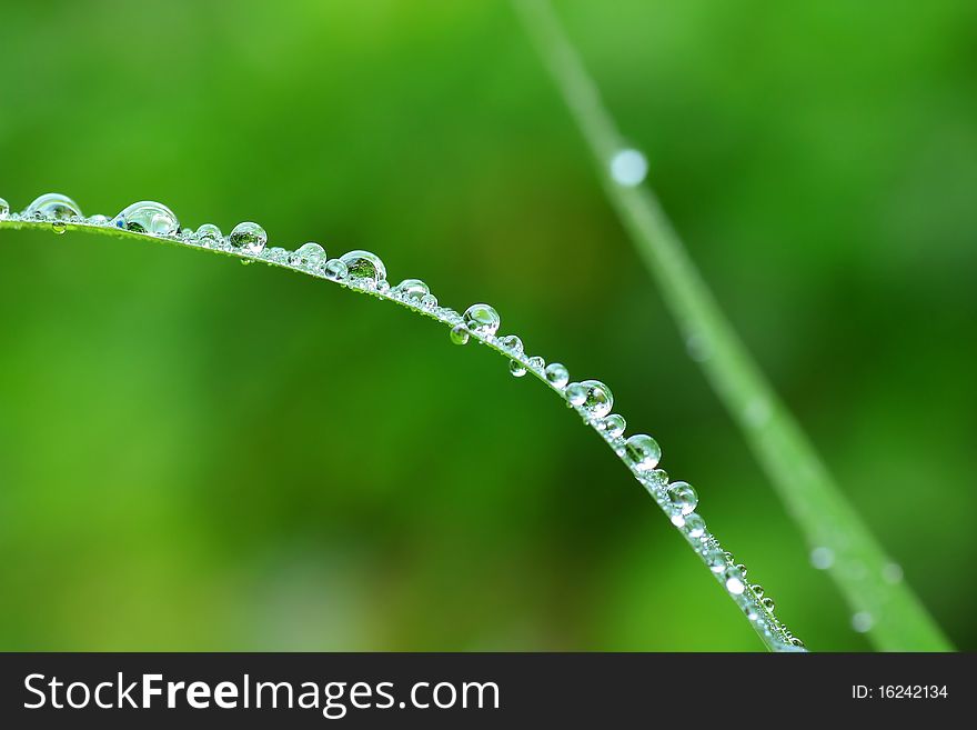 Water dew drops on the green grass
