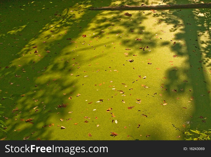 Bright green stagnant water in light and shadow, strewn with leaves