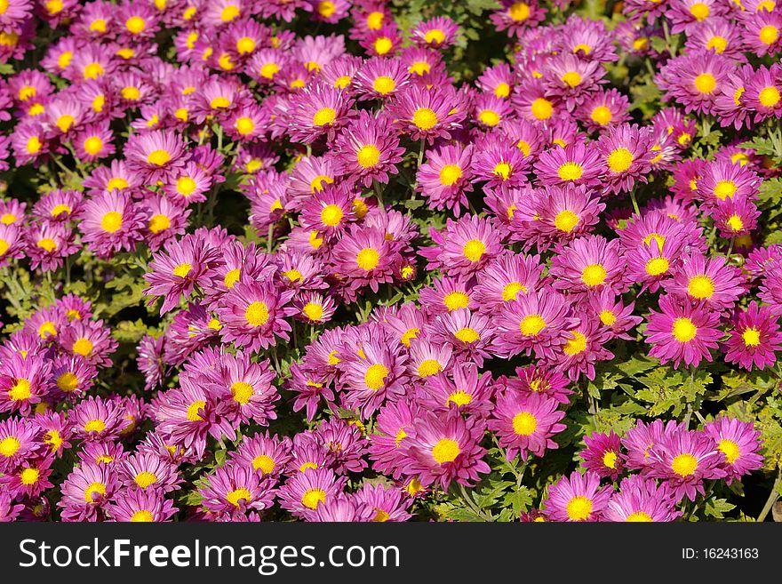 The background of many mum flowers