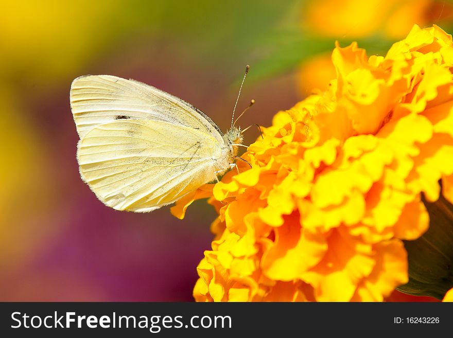 A cabbage butterfly is taking food on flowers.