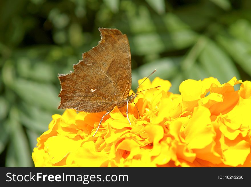 A nymphalidae butterfly is taking food on flowers. It look like a sapless leaf.