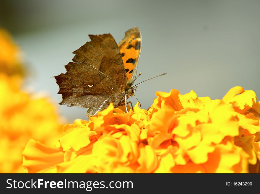 A nymphalidae butterfly is taking food on flowers. It look like a sapless leaf.
