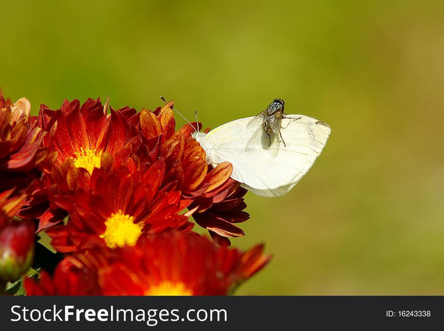 Butterfly And Fly