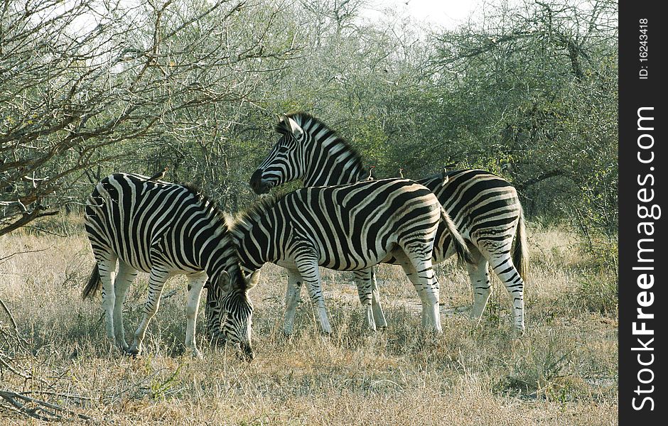 Zebras grazing in the Kruger National Park, South Africa. Zebras grazing in the Kruger National Park, South Africa